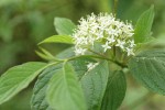 Red-osier Dogwood blossoms & foliage