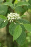 Red-osier Dogwood blossoms & foliage