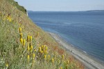 Golden Paintbrush among grasses on steep slope above beach