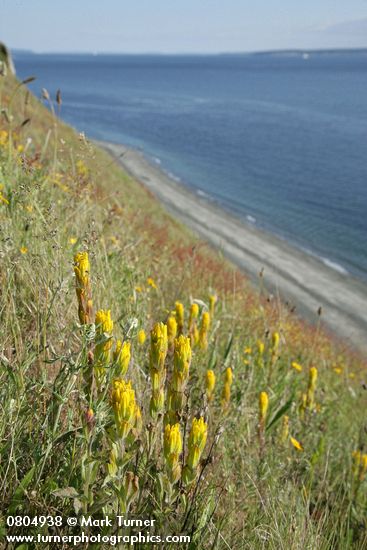 Castilleja levisecta