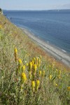 Golden Paintbrush among grasses on steep slope above beach