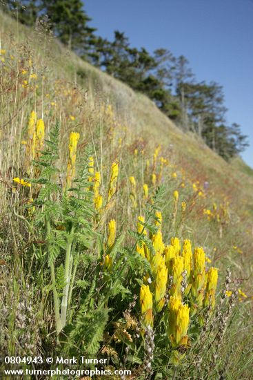 Castilleja levisecta