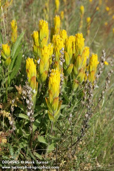 Castilleja levisecta