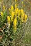 Golden Paintbrush