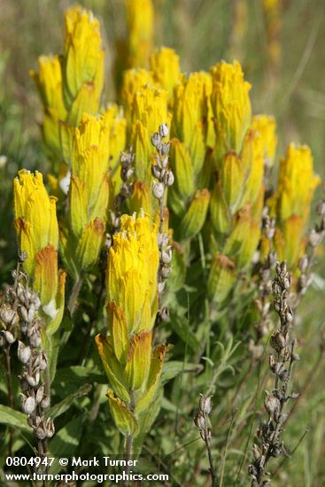 Castilleja levisecta