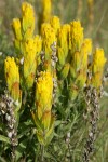 Golden Paintbrush