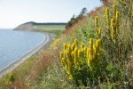 Golden Paintbrush among grasses on steep slope above beach