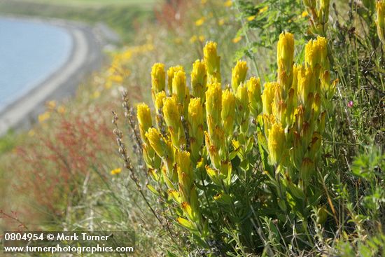 Castilleja levisecta