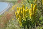 Golden Paintbrush among grasses on steep slope above beach