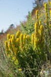 Golden Paintbrush