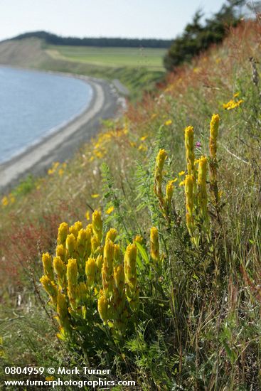 Castilleja levisecta