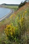 Golden Paintbrush among grasses on steep slope above beach