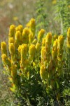 Golden Paintbrush