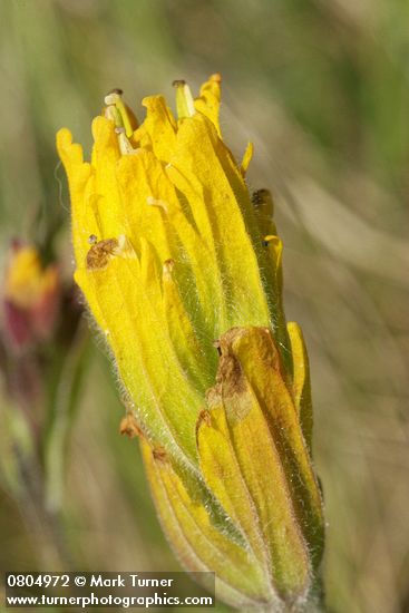 Castilleja levisecta