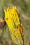 Golden Paintbrush bracts & blossoms detail