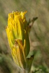 Golden Paintbrush bracts & blossoms detail