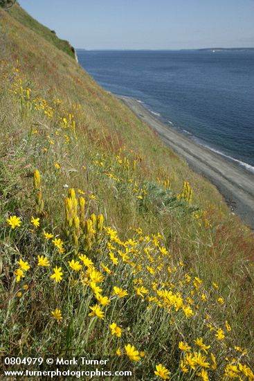 Castilleja levisecta; Eriophyllum lanatum