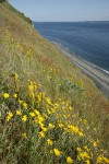 Golden Paintbrush w/ Oregon Sunshine on steep slope above beach