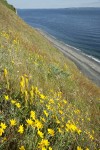 Golden Paintbrush w/ Oregon Sunshine on steep slope above beach