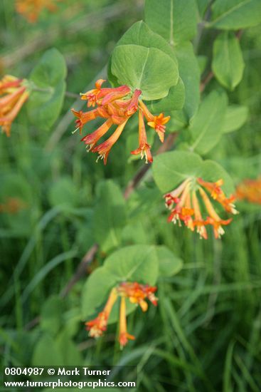 Lonicera ciliosa