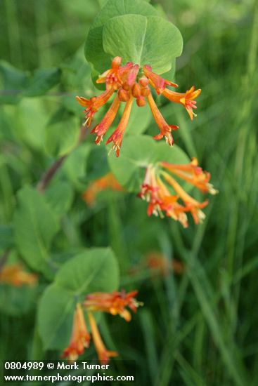 Lonicera ciliosa