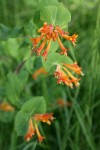 Orange Honeysuckle