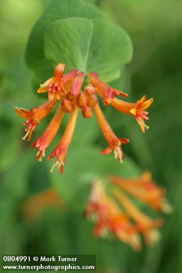 Lonicera ciliosa