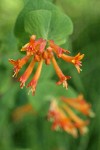 Orange Honeysuckle blossoms