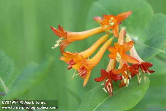 Lonicera ciliosa