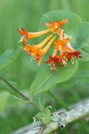 Orange Honeysuckle blossoms & foliage