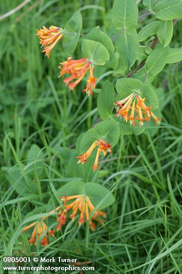 Lonicera ciliosa