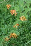 Orange Honeysuckle