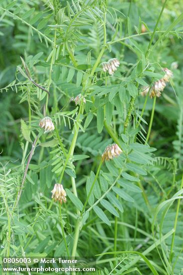 Vicia nigricans ssp. gigantea