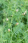 Giant Vetch