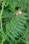 Giant Vetch blossoms