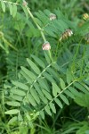 Giant Vetch blossoms & foliage