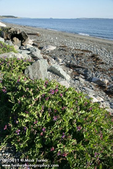 Lathyrus japonicus