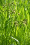 Panicled (Small fruited) Bulrush inflorescence