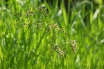 Panicled (Small fruited) Bulrush inflorescence
