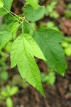 Pacific Crabapple foliage detail