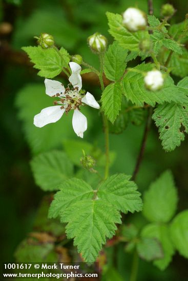 Rubus ursinus