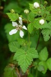 Trailing Blackberry blossom & foliage detail