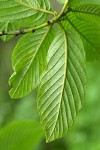 Cascara foliage underside detail