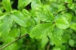 Cascara foliage