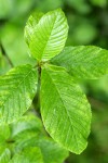 Cascara foliage