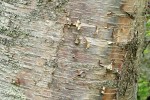 Paper Birch bark detail