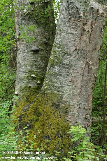 Betula papyrifera