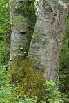 Paper Birch lower trunks