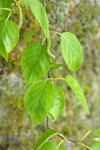 Paper Birch foliage & male catkins