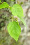 Paper Birch foliage & male catkin